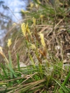 Carexhumilis.jpg