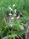 CephalanteraLongifolia.jpg