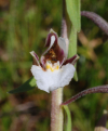 EpipactisPalustris.jpg