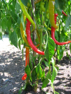 FlamingHotChilis.jpg