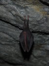 Fledermaus.jpg
