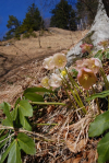 HelleborusNigerLeitersteig.jpg