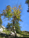 HerbstlicherBaum.jpg