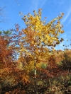 HerbstlicherBergahorn.jpg