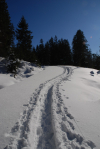 LonesomeTrail.jpg