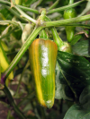 PanaschierteChilis.jpg