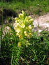 PedicularisFoliosa.jpg