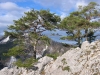 PinusSylvestrisSonnstein.jpg