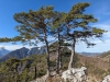 PinusSylvestrisSonnstein_1.jpg