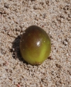 Posidoniaoceanicafruit.jpg