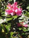 RhododendronIntermedium.jpg