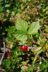 RubusSaxatilis.jpg