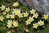 SaxifragaBryoides.jpg