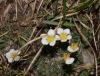 SaxifragaBurseriana.jpg