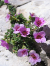 SaxifragaOppositifolia.jpg