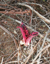 Tintenfischpilz.jpg